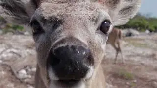 Florida Key Deer at No Name Key
