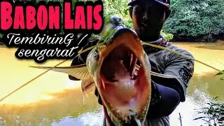 CASTING BABON LAIS TEMBIRING/SENGARAT || TARIKAN LUAR BIASA PREDATOR GIGI TAJAM..!!!!