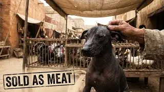 The Dark Reality of Aztec Dogs: From Bed Warmers to Dinner Plate | ChickaPaws