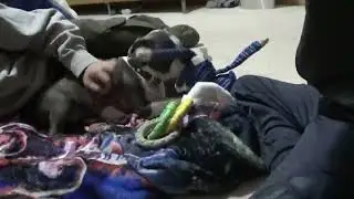 maverek wills new dog