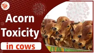 Acorn Toxicity/Acorn Poisoning in Cows| Symptoms and Clinical Signs| SwadeshiVIP