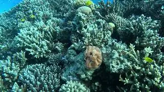 Scuba diving at the 