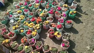 Flower cultivation। How to take care of flowering plants