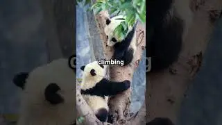 Panda Teacher's Fun Counting Class!