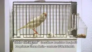 Canar slavujar de Rom&acirc;nia - 