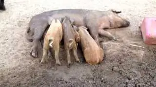 Poor Hazel! She doesn't seem to have the willpower to wean her piglets. Guess I'll have to wean them
