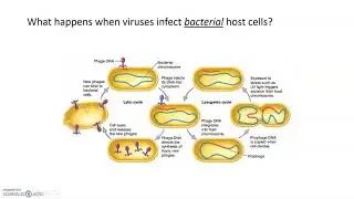 Viruses II - Types of viral infections