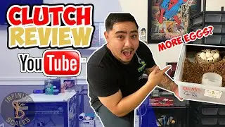 Amazing Triple Het Ball Python Clutch Review !! & MORE SNAKE EGGS |Infinite Scales
