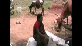 Low cost cattle feed Kannada BAIF Karnataka