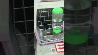 Cute cat import UK to PNH cambodia
