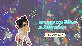 Учу моего 6-месячного щенка австралийской овчарки заворачиваться в одеяло | Trickmas 2025