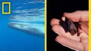 Sizing Up the World&rsquo;s Largest and Smallest Animals | National Geographic