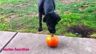 Labrador Retriever Reacts To Pumpkin