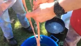 Cochonnailles 1 lavage des boyaux
