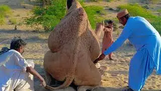 Camels&rsquo; Natural Reproduction in Tharparkar #camel #animals #shorts 