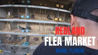 Thief Pigeons of Redland Flea Market - MIAMI