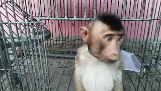 Cara beruk si momo nakal membuak pintunya sendiri @MomoBugis
