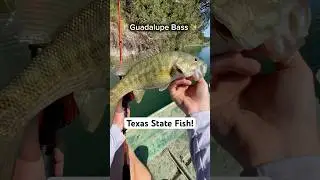 Catching the State Fish of Texas on the Llano River! #bassfishing #texas  #jonboat #riverfishing