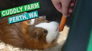 Farm Life for a Day! Perth&rsquo;s Cuddly Animal Experience