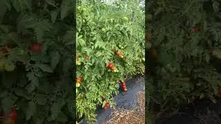 My Super sweet Cherry tomatoes farm🍅