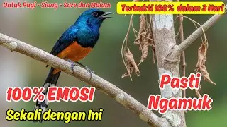 Masteran Murai Batu Bikin Over Gacor dan Ngedur Ekstra