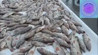🐠🐟 Fish market 🎣🐟🐠 Ajman UAE