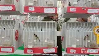 Concurso de la BAHIA exposicion de sus ejemplares 🐦🐦🕊🕊