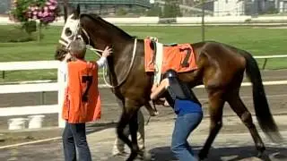 'Horse Racing' - top races featured 2008 'Black Eyes Susan', 2008 Preakness 'Big Brown'