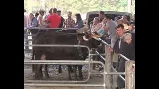 Vila Real_Santo António em Lordelo com  a tradicional Feira de Gado