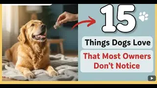 15 Things Dogs Love That Most Owners Don&rsquo;t Notice