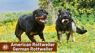 American vs German Rottweiler | Which One Is Better? | #dog