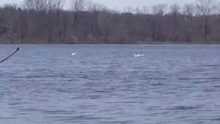 Rare White Trumpeter Swans Spotted At Spring Valley Wildlife Area Waynesville, Ohio