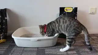 Emily Pets the new upgrade Easy Clean Bentonite cat litter with handle