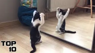 Top 10 Funniest Animal Mirror Reactions