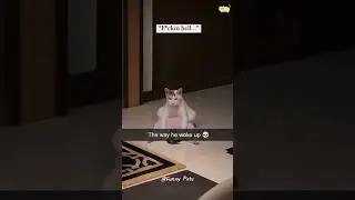 #cat #catsmoves #fyp #foryou #funnycats #funnyanimals #catmemes #pets #fuuny #petcat #LL