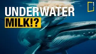 Как детёныши китов пьют молоко под водой? 🐋 | Самые умные матери в природе