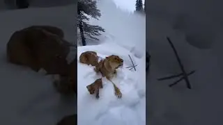&ldquo;She Didn&rsquo;t Move&hellip; She Protected | A Lioness vs the Frozen Storm&rdquo;