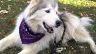 FiveSibes: A Leash In Review - Zippy Paws Climbers!
