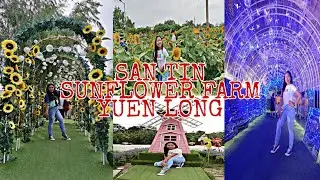 SAN TIN FARM | SUNFLOWER FARM YUENLONG HONGKONG | How to get to...