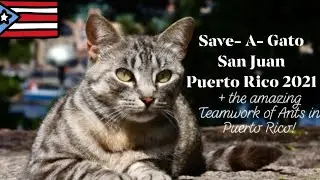 🇵🇷 Save a Gato 🐈 Old San Juan, Puerto Rico: Cat Sanctuary 2021| The Power and Teamwork of Ants in PR