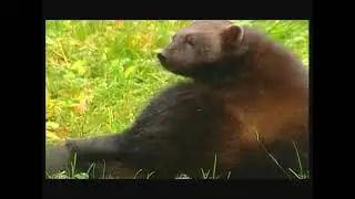 Росомаха - Gulo gulo gulo &ndash; Росомаха &ndash; Wolverine