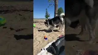 Husky Beach Day 3
