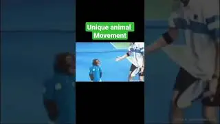 unique animal movement #funnyvideo  #funnyshorts #funnymoments