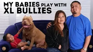Why Can't Our Kids Live With XL Bullies? | MY EXTRAORDINARY FAMILY