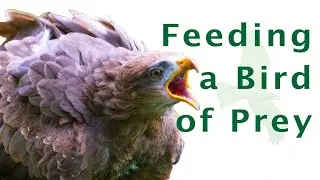 What to feed a bird of prey | What do birds of prey eat  | Meal prepping for birds