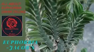 Euphoria-Jacob's Ladder | DwarfZigzag plant #euphorbialacteacrest #plantmanp