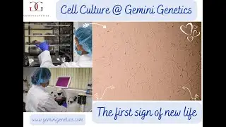 Gemini Genetics Pet DNA Cell Culture - UK Pet Genetic Preservation & Cloning!