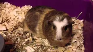 Guinea Pig breathing heavy