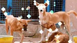 How Indian cities, Netherlands handle stray dog issueRead more at: 
