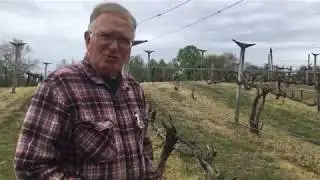 Vineyard Education   Frost Damage